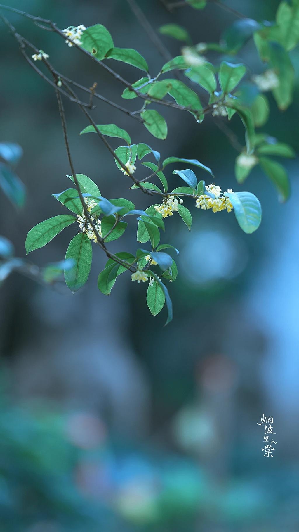 桂花岁月经典诗词（30句唯美的桂花诗词）