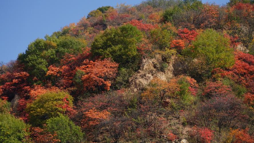 感受春天的初中作文（《春天的风景》）