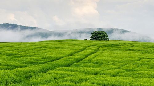 春天的景色小学作文（《春天的脚步》）