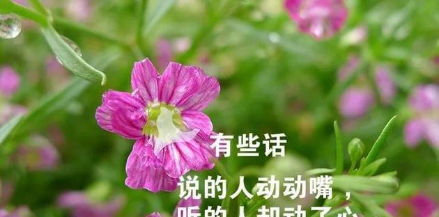 关于生活还得继续的句子（以生命之名，继续前行）