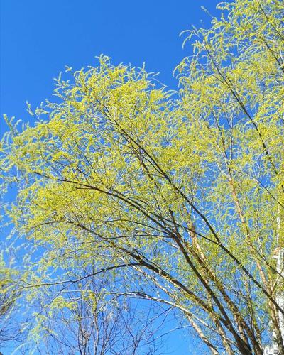 3月春暖花开的句子唯美（《春暖花开，生机盎然》）