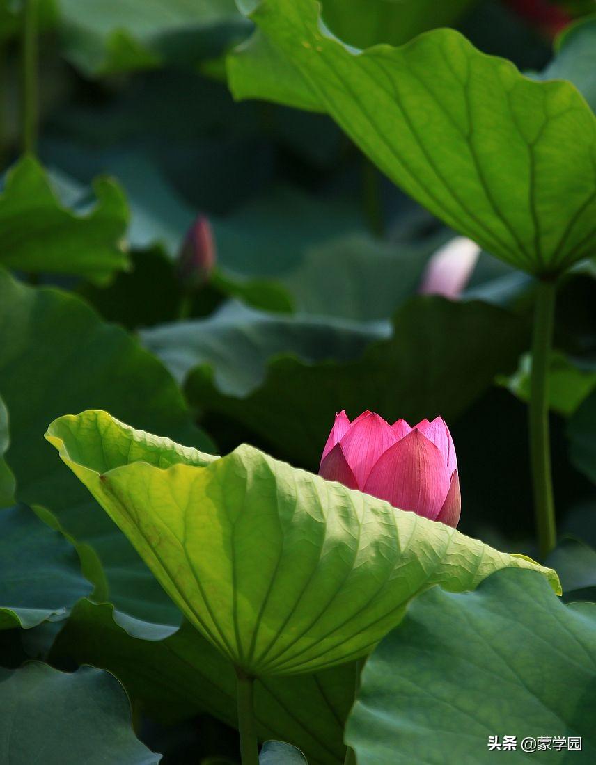 繁花似锦，生机盎然（120句诗词话五月）