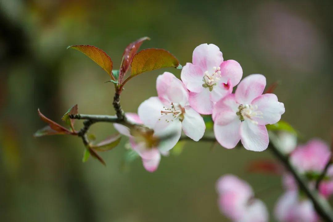 春日爱情经典诗词（100句绝美春日诗词）