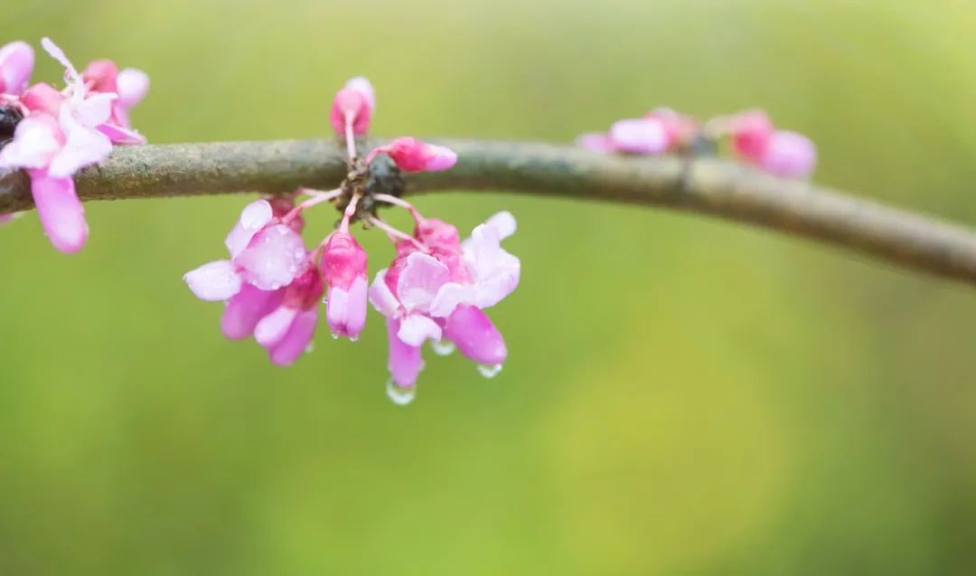 春风十里，人间安暖（推荐10首唯美立春诗词）