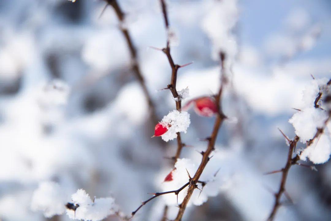 踏雪寻梅，一枝独秀（10首梅雪唯美诗词）