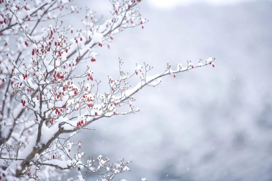 柳絮风起，枝头花开（10首咏雪唯美诗词）