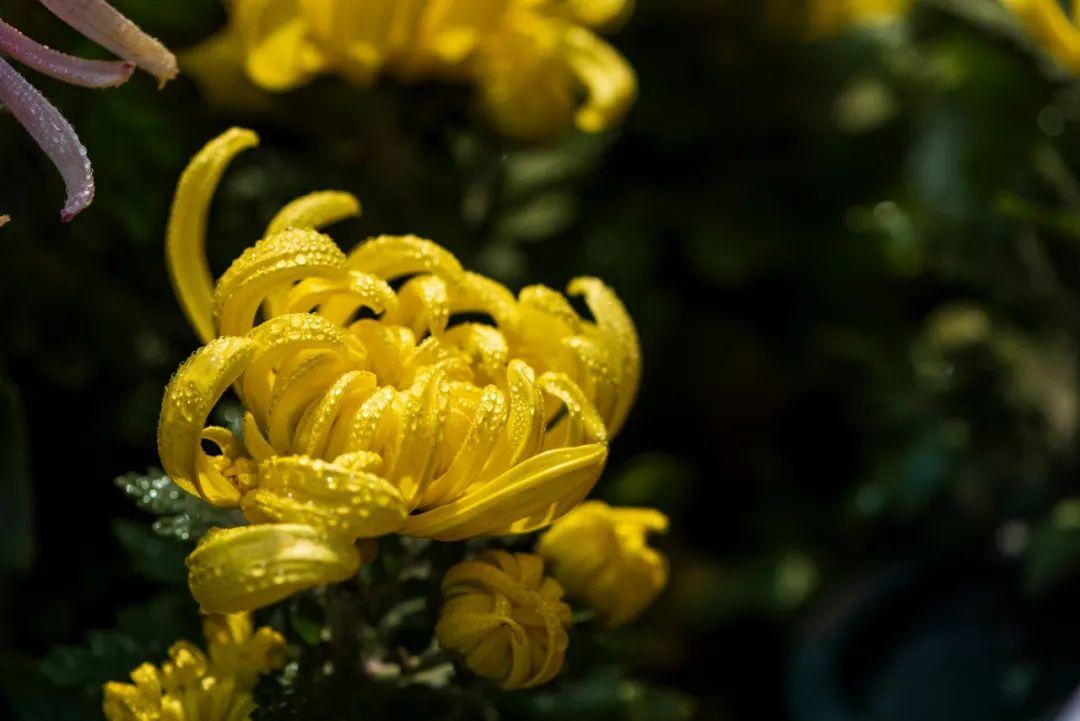 一夜清霜至，人间菊芬芳（菊花优美的10首诗词）