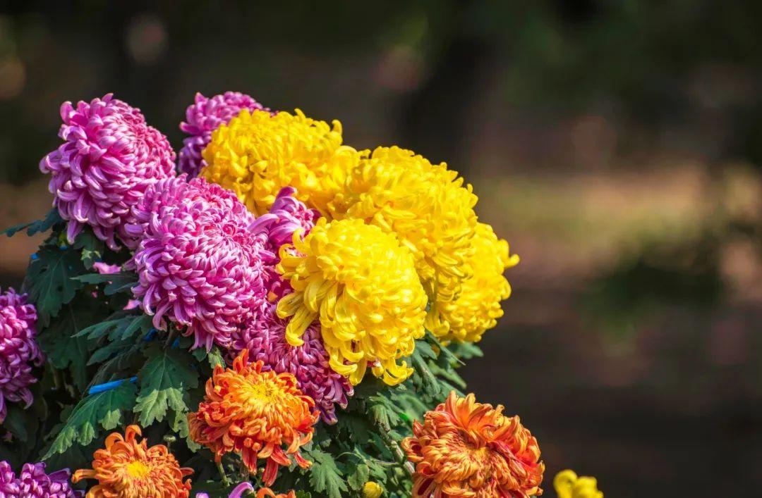 一夜清霜至，人间菊芬芳（菊花优美的10首诗词）