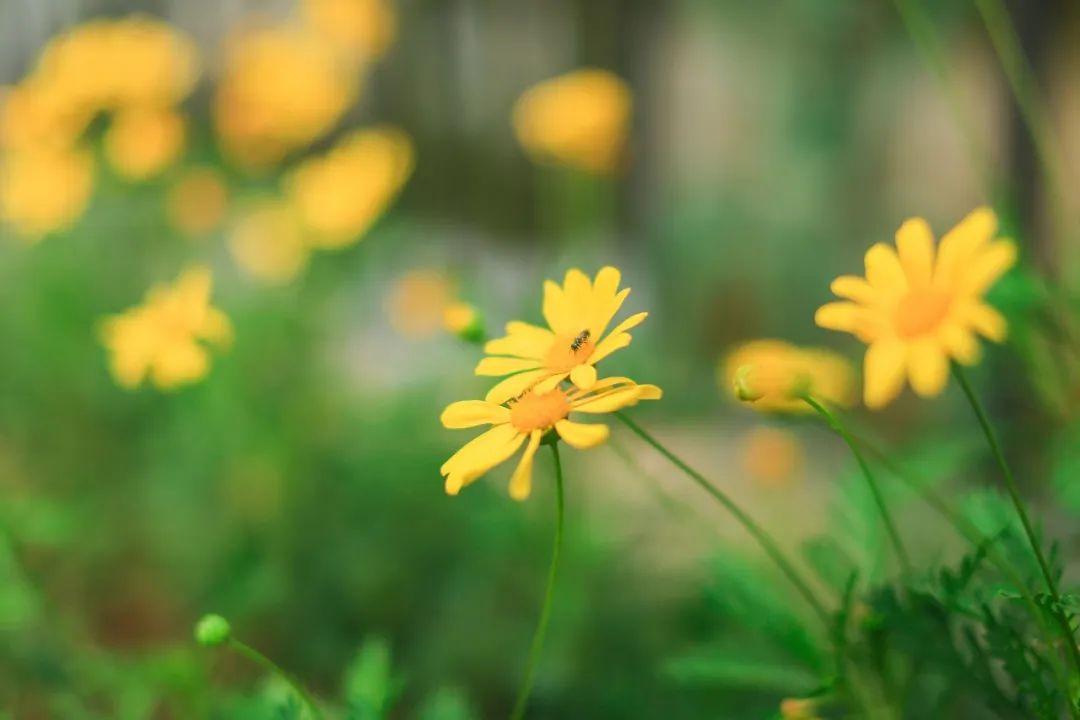 一夜清霜至，人间菊芬芳（菊花优美的10首诗词）