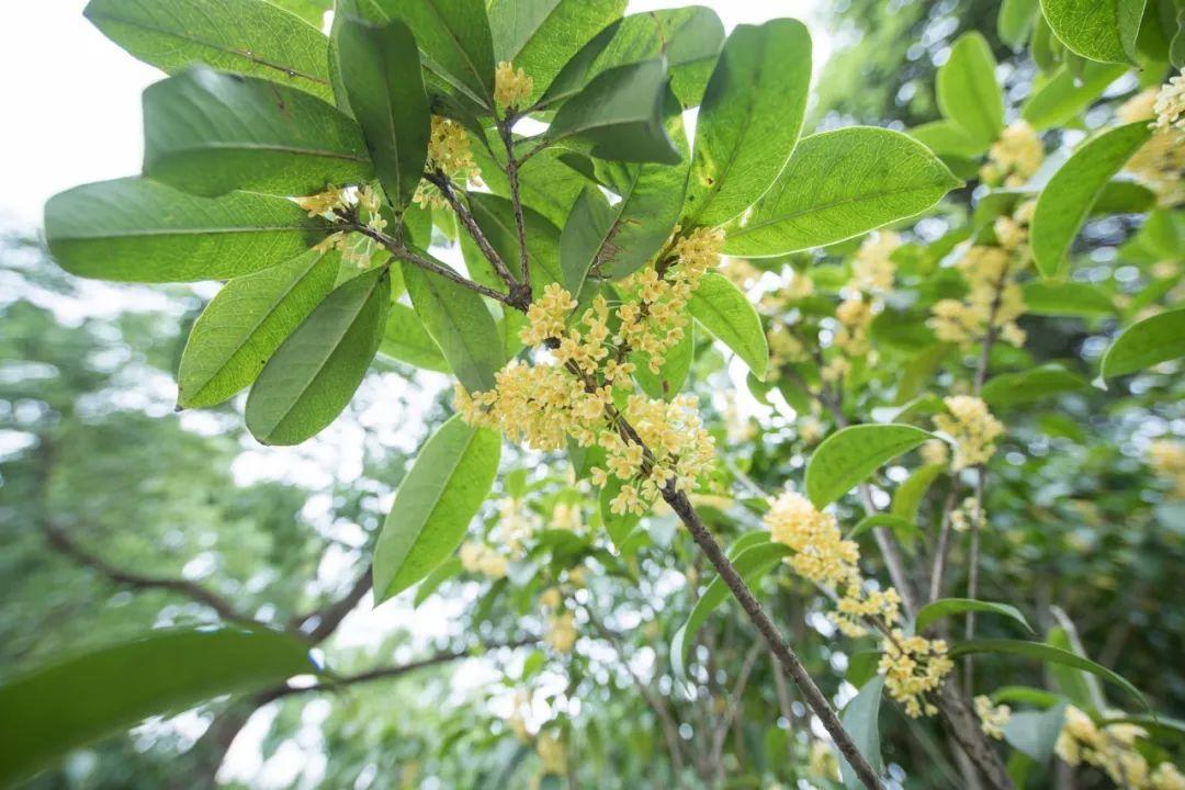 一夜秋风起，天地桂花香（桂花优美的10首诗词）