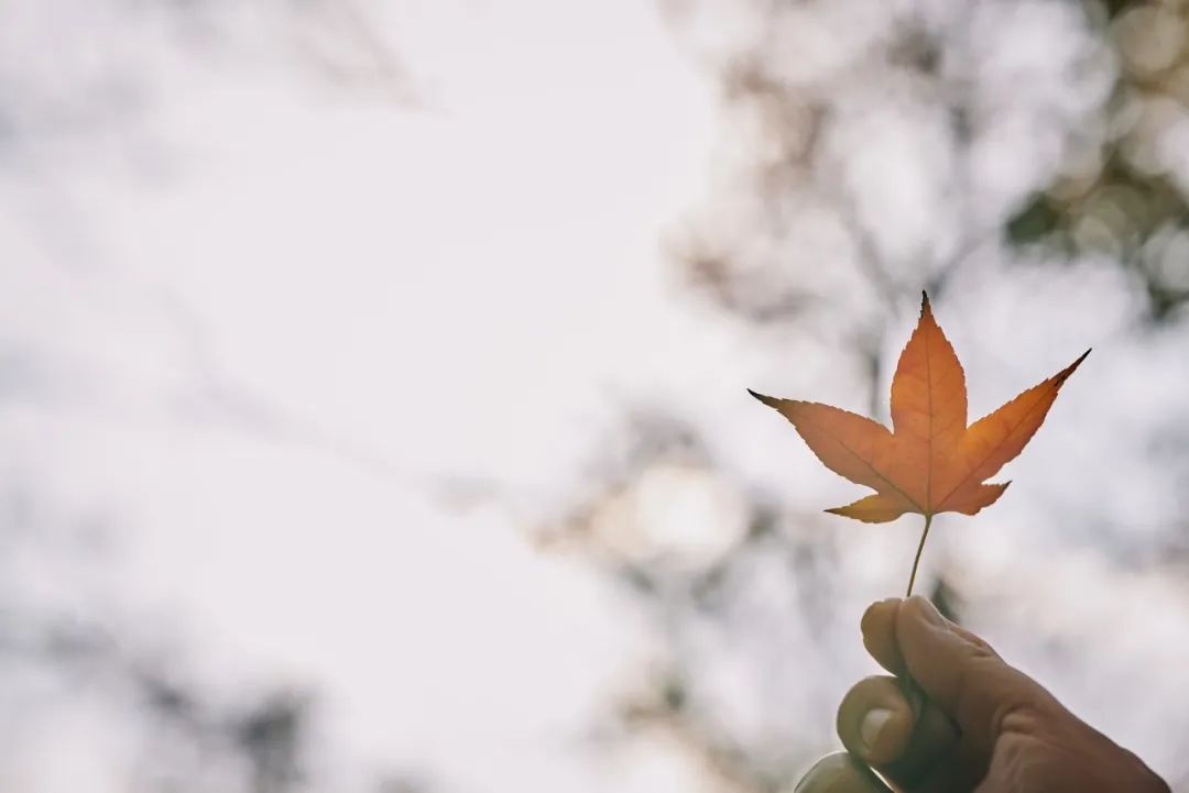 清秋有梦，叶落成诗（10首落叶经典诗词）