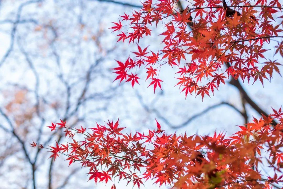 秋风十里，不如想你（10首唯美秋风诗词）