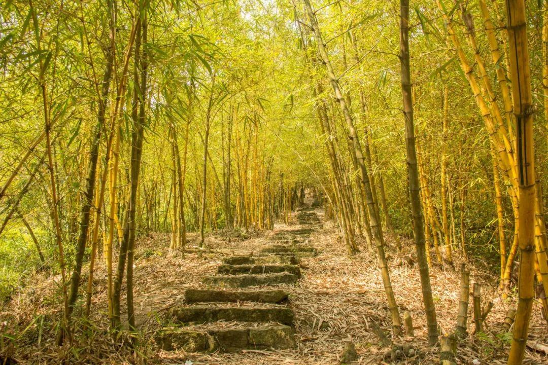 不负岁月情深，花落花开皆欢喜（六首岁月著名诗词）