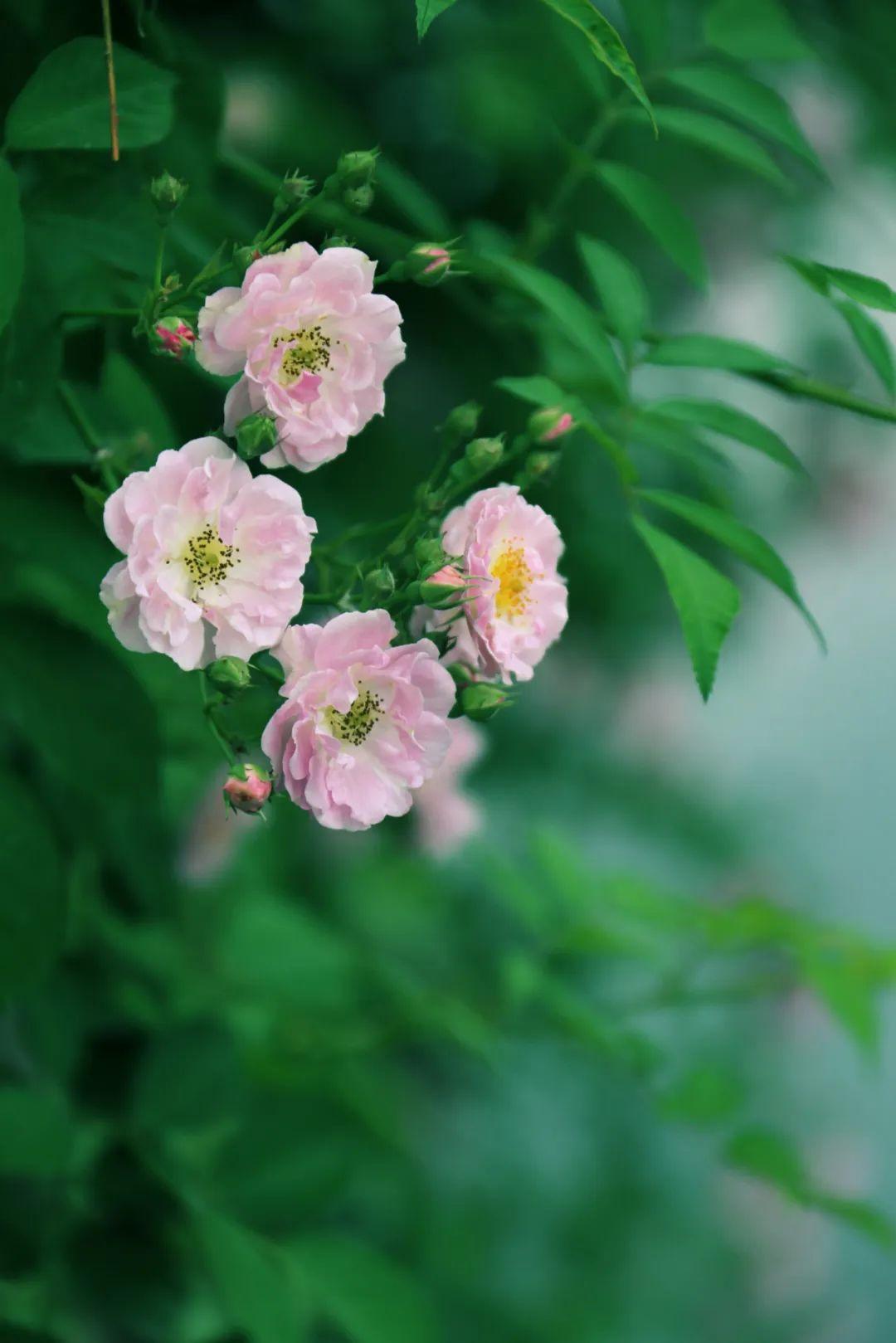 初夏日光长，风暖蔷薇香（推荐30句唯美的蔷薇诗词）