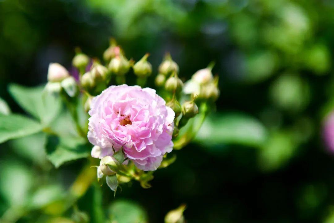 初夏日光长，风暖蔷薇香（推荐30句唯美的蔷薇诗词）