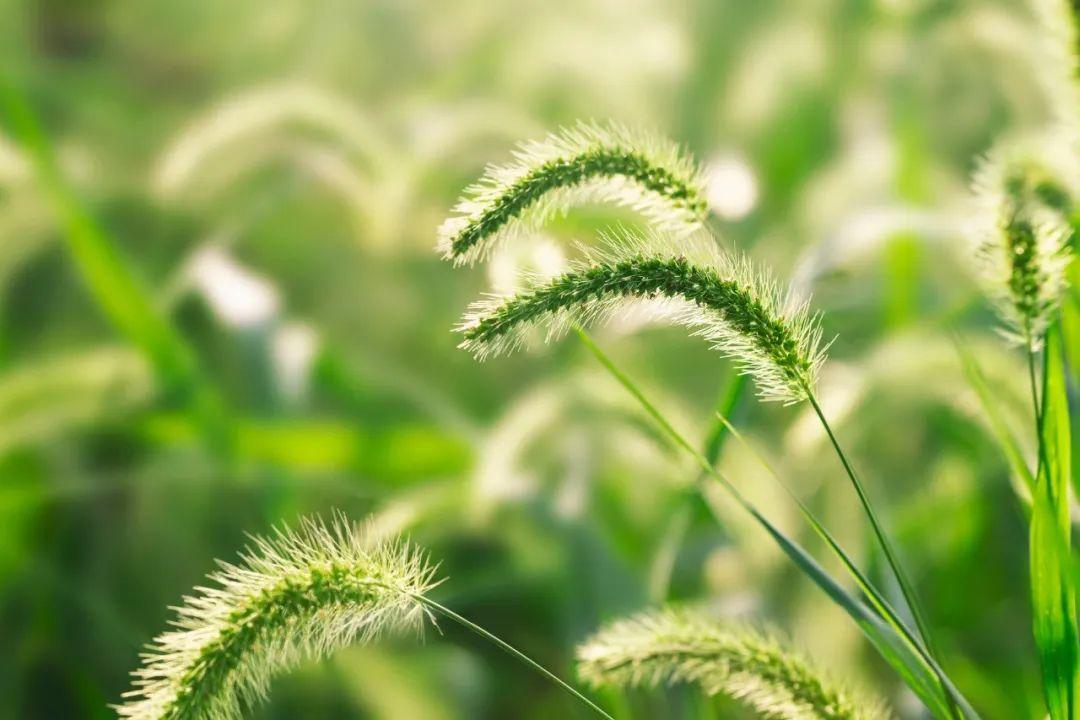 雨熟黄梅，夏木成阴（推荐10首优美立夏诗词）