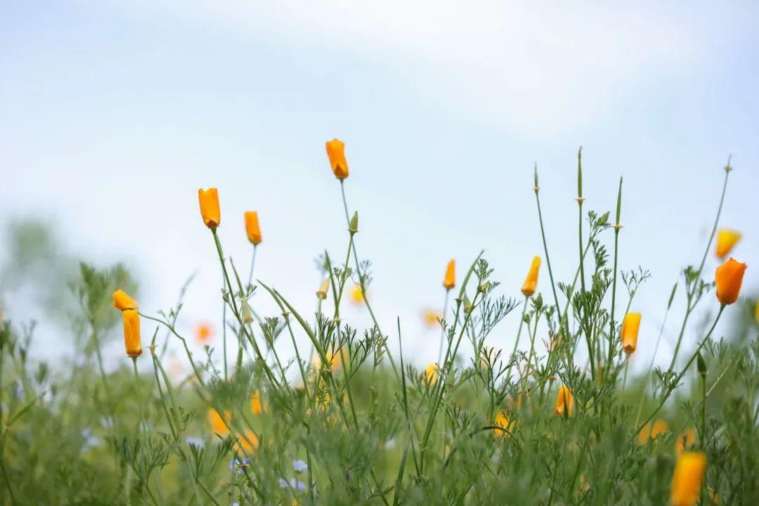 赏一处春光无限，许一段岁月安暖（精选6首唯美春日诗词）