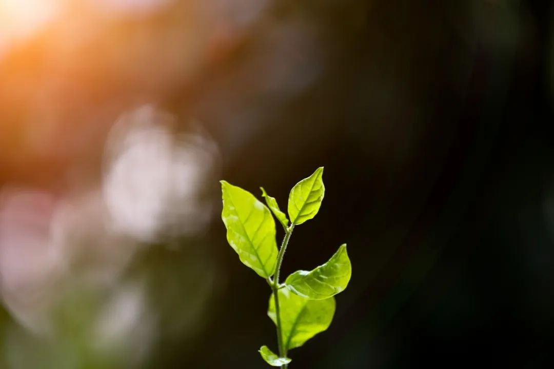 赏一处春光无限，许一段岁月安暖（精选6首唯美春日诗词）