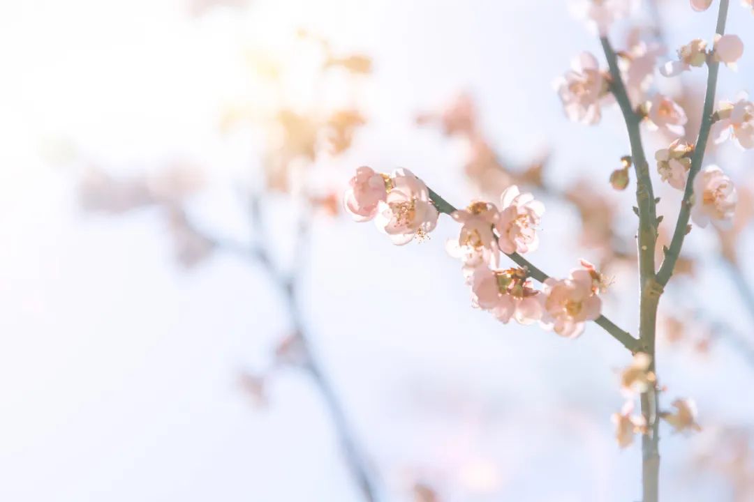 海棠花落，梅子半酸（推荐10首优美春分诗词）