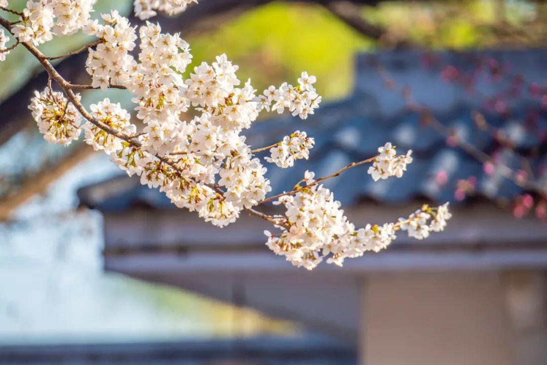 海棠花落，梅子半酸（推荐10首优美春分诗词）