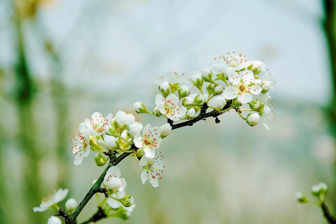 形容花漂亮唯美的古诗词（50句赏花经典诗词）