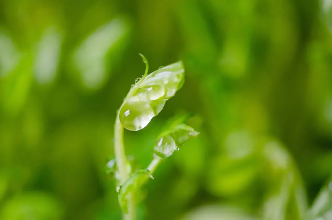 轻雷一声，微雨落梅（推荐10首优美惊蛰诗词）