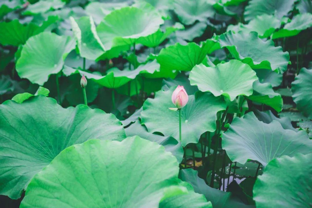 梅子熟时，花开半夏（8首夏日田园古诗词）