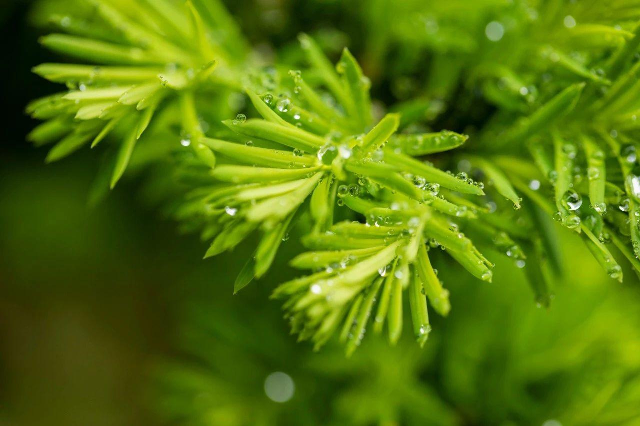 微雨经典古诗释义（20首经典微雨诗词）