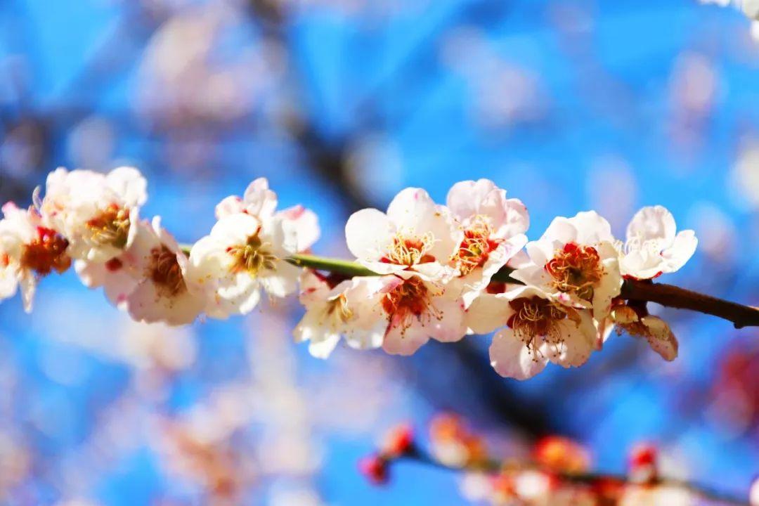 春日唯美古诗词大全（10首春日优美诗词）