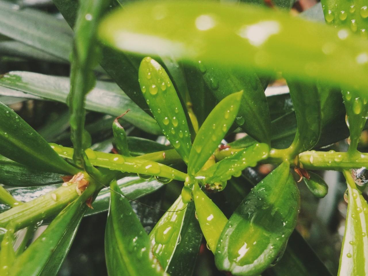 寒露菊花经典诗词（10首经典寒露诗词）