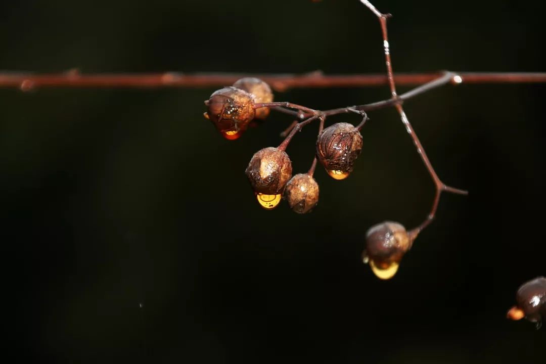 寒露菊花经典诗词（10首经典寒露诗词）