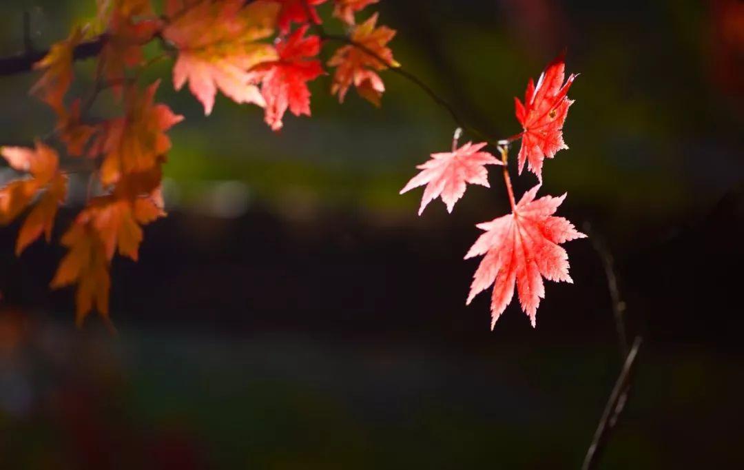 寒露菊花经典诗词（10首经典寒露诗词）