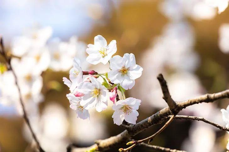 落花春光经典古诗（30首优美落花诗词）