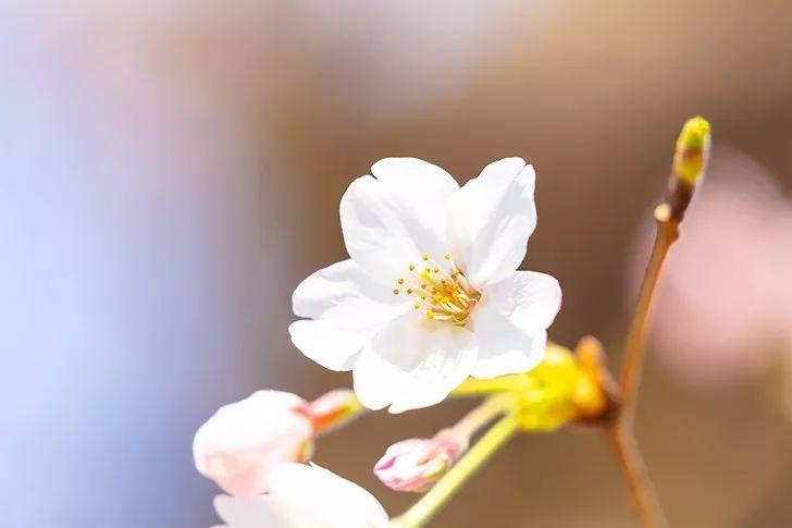 落花春光经典古诗（30首优美落花诗词）