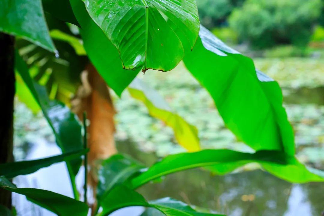 植树节经典诗词有哪些（植树节30首诗词）