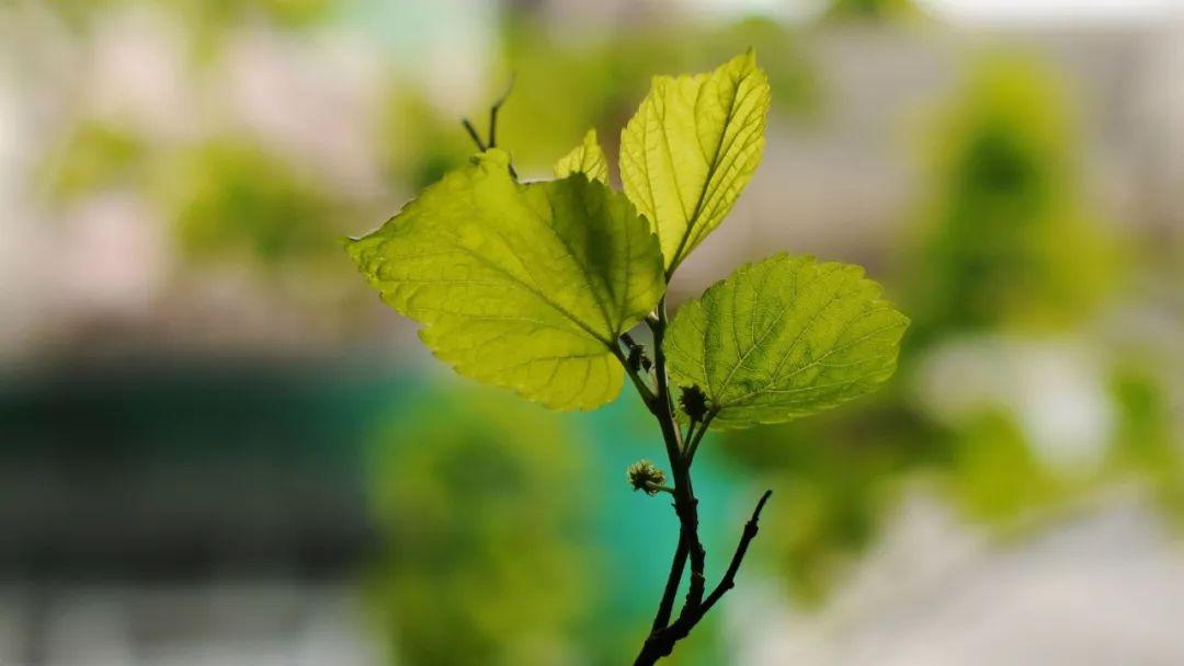 植树节经典诗词有哪些（植树节30首诗词）