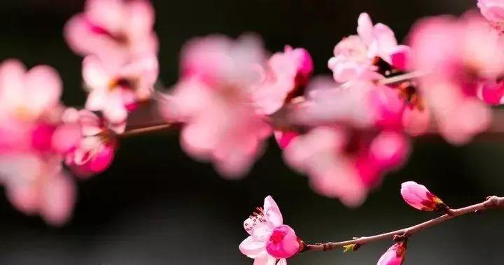 动人名花经典诗词（八首动人经典诗词）