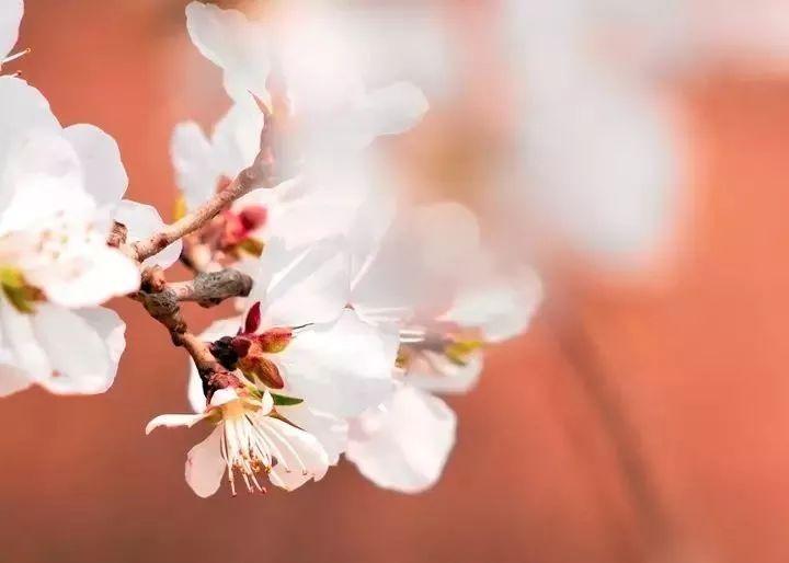 动人名花经典诗词（八首动人经典诗词）