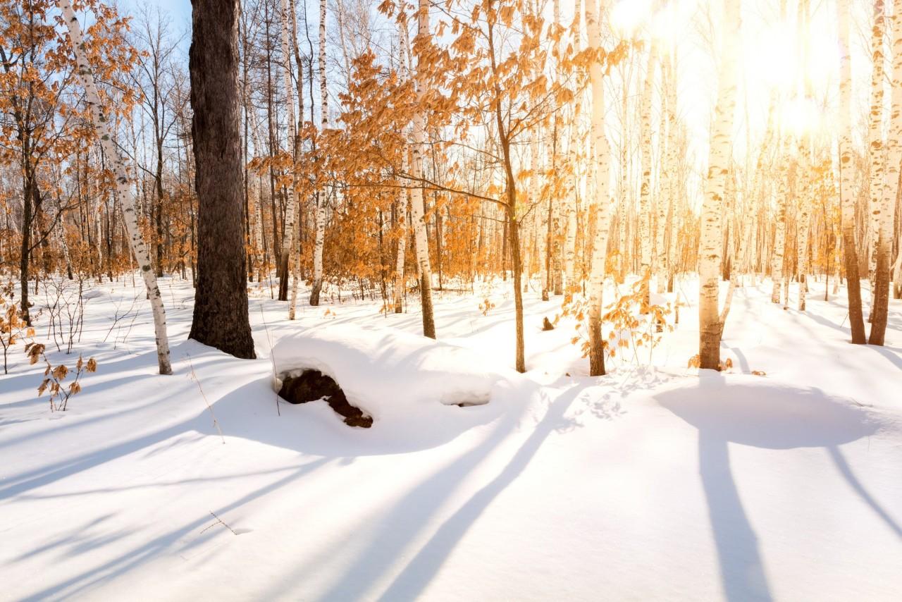 冬日经典名句摘抄大全（八首冬日下雪古诗）