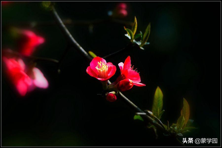 海棠花唯美古诗词（优美海棠花诗词23首）