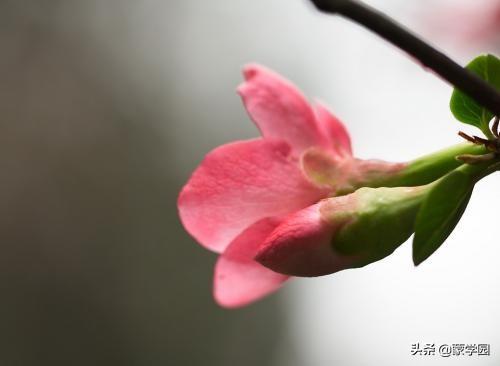 海棠花唯美古诗词（优美海棠花诗词23首）