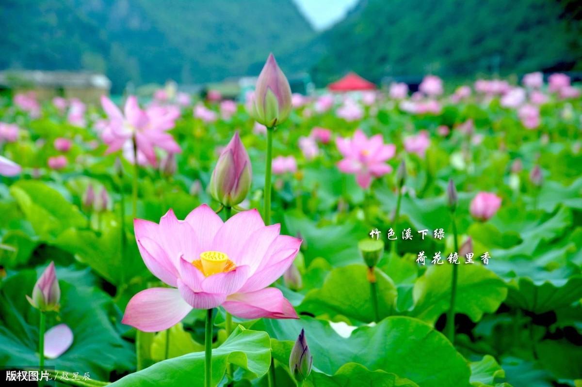 荷花五月经典诗词（五首荷花唯美诗词）