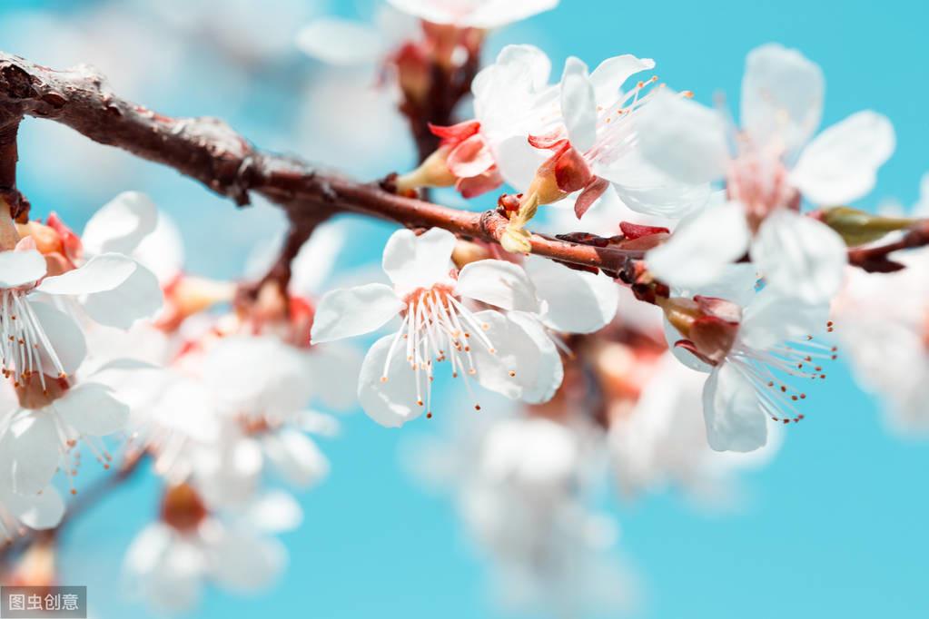 杏花微雨，春意阑珊（五首描写杏花的诗词）