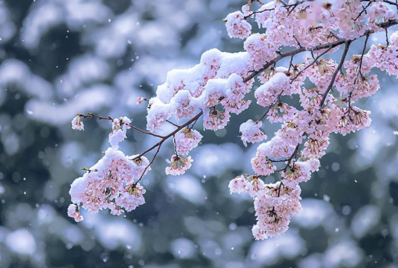 大雪梅花经典诗词（有关大雪的经典诗词）