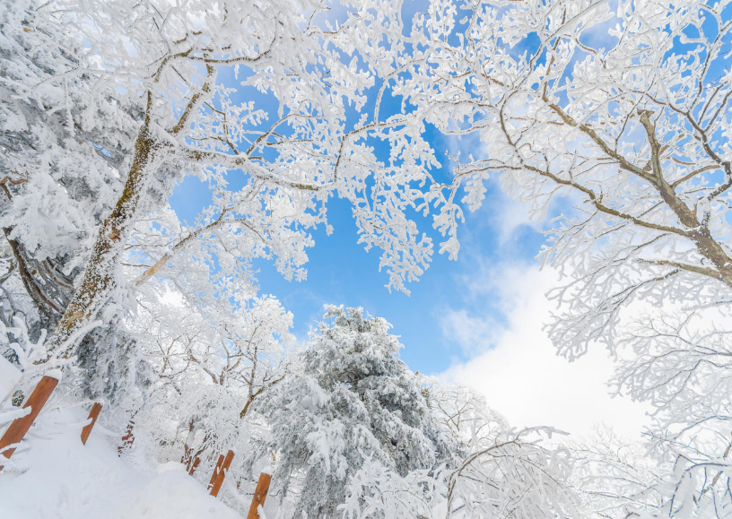 大雪梅花经典诗词（有关大雪的经典诗词）