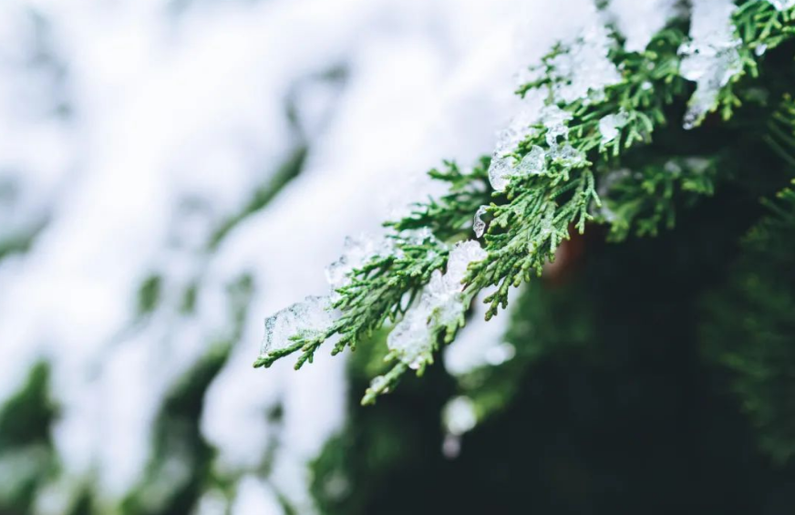 大雪梅花经典诗词（有关大雪的经典诗词）