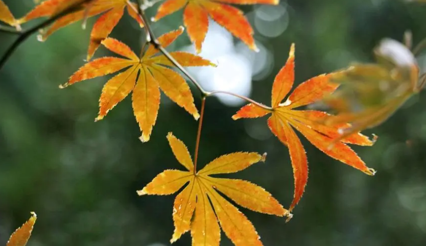 一场冬雨，一份思念（有关冬雨的唯美诗词）