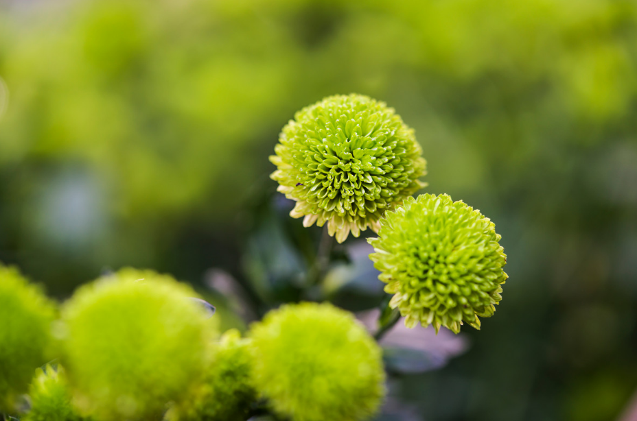 黄花经典诗词大全（关于黄花的优美诗句）