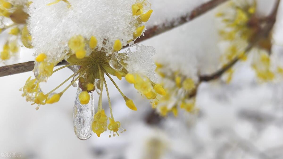 大雪唯美古诗词（描写大雪的经典诗词）