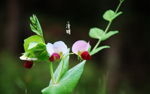 关于清明节的说说短句大全（花开花落，人生如梦；离合悲欢，情爱难忘。）